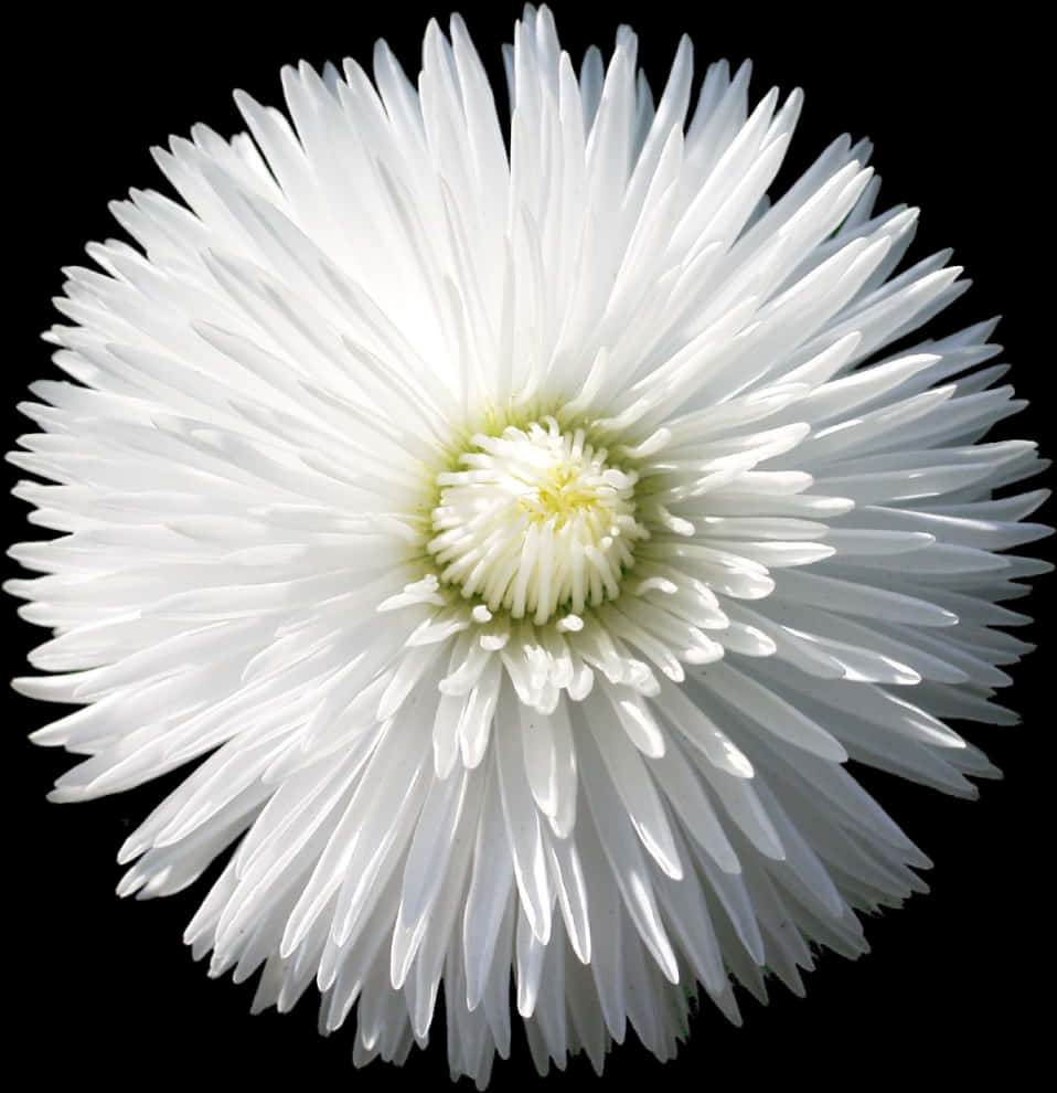 Radiant White Flower Black Background PNG