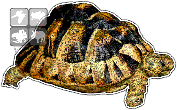 Radiated Tortoise Graphic Illustration PNG
