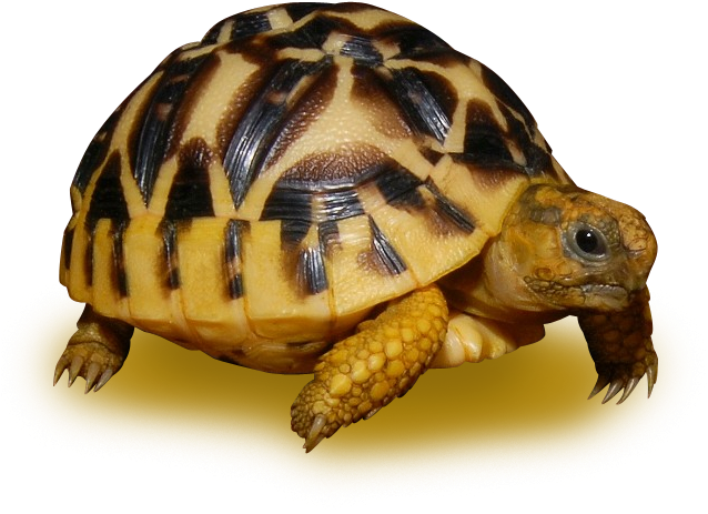 Radiated Tortoise Profile PNG