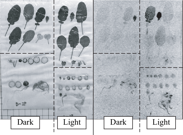 Radish Growth Comparison Dark Light Conditions PNG