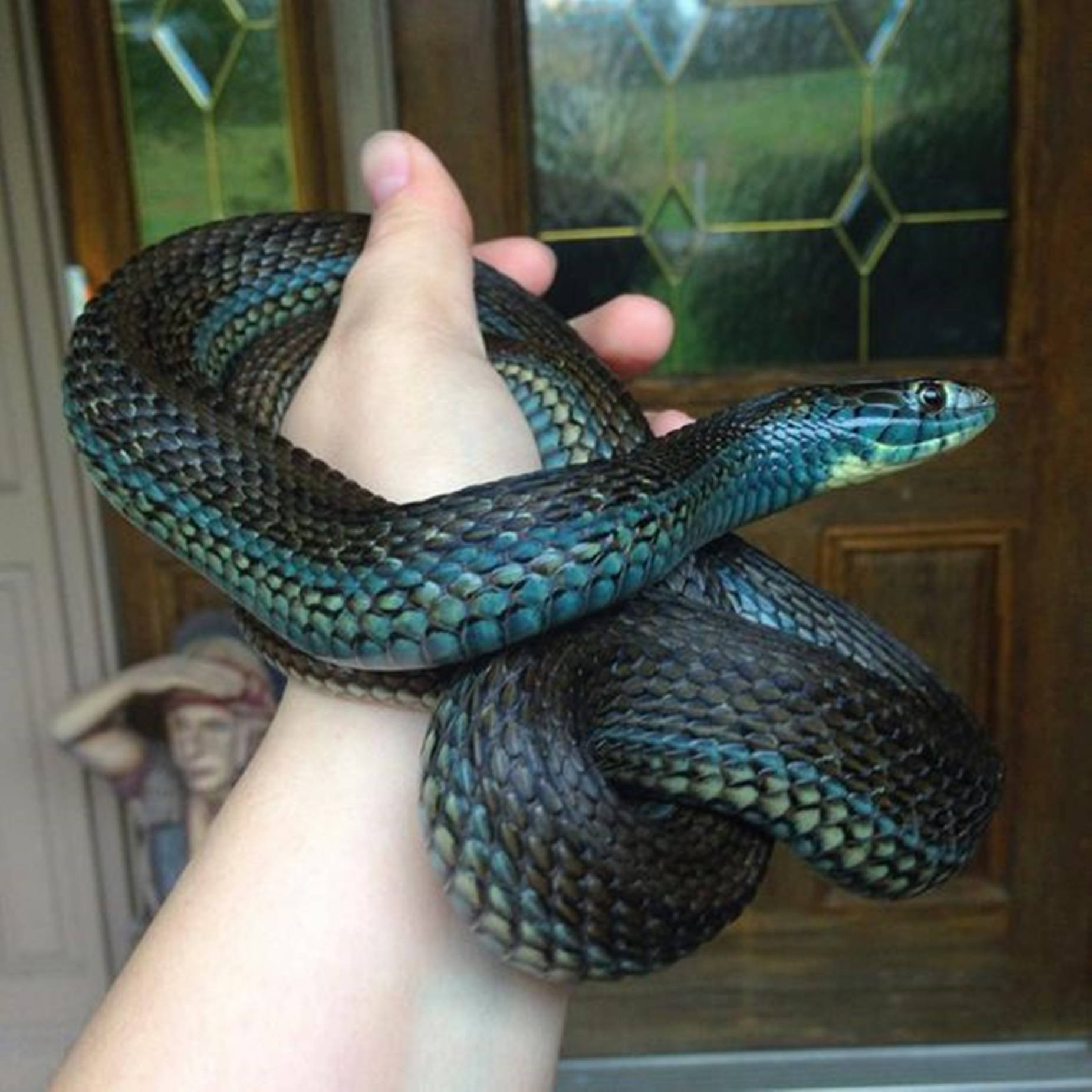 Rafael The Lake Chapala Mexican Garter Snake Wallpaper