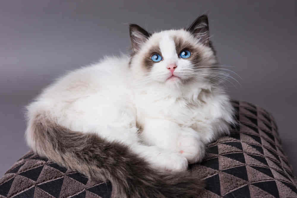 Adorable Ragdoll cat lounging on the floor Wallpaper