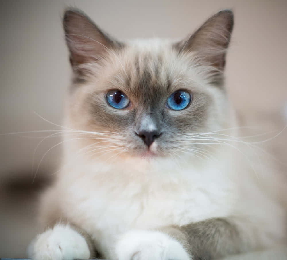 Adorable Ragdoll cat relaxing on the floor Wallpaper