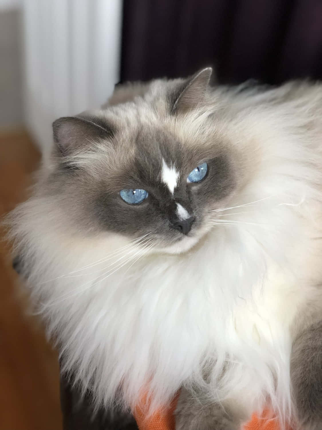 Adorable Ragdoll cat lounging on a cozy blanket Wallpaper