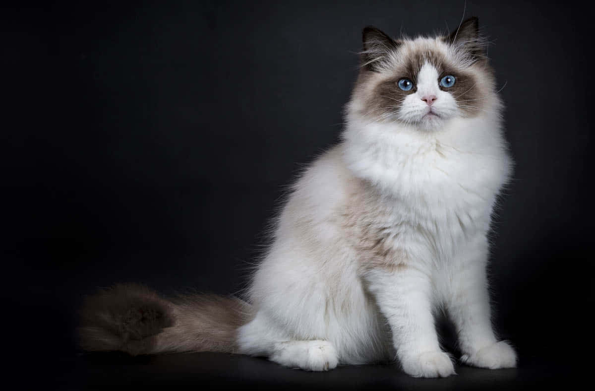 Adorable Ragdoll Cat Lounging on a Couch Wallpaper
