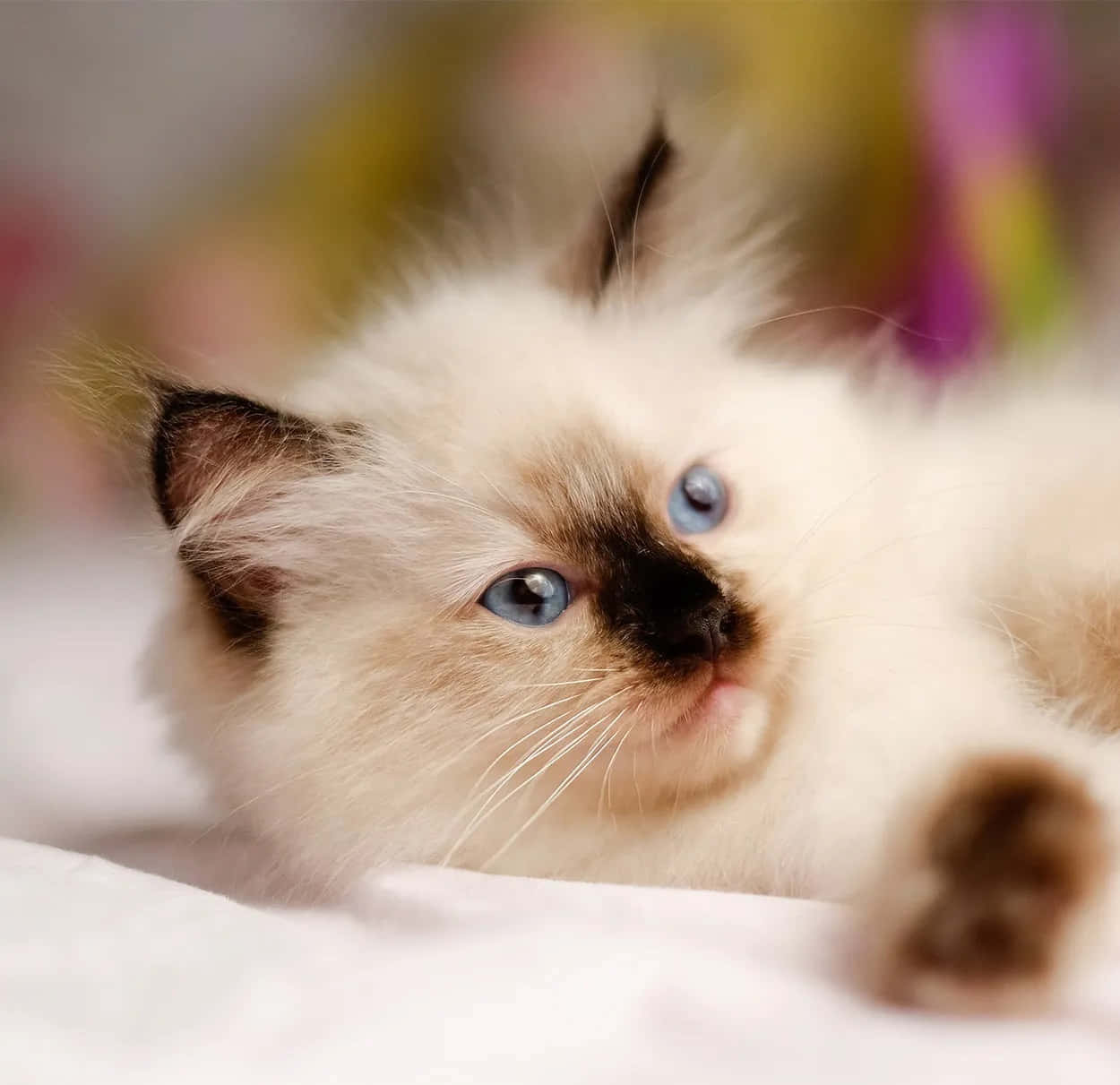 Beautiful Ragdoll cat lounging on a cozy sofa with its mesmerizing blue eyes gazing towards the camera. Wallpaper
