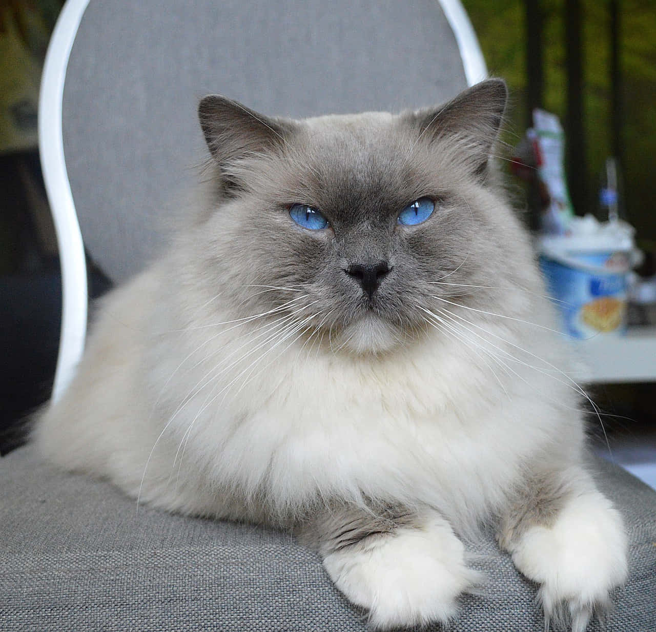 Beautiful Blue-eyed Ragdoll Cat Wallpaper