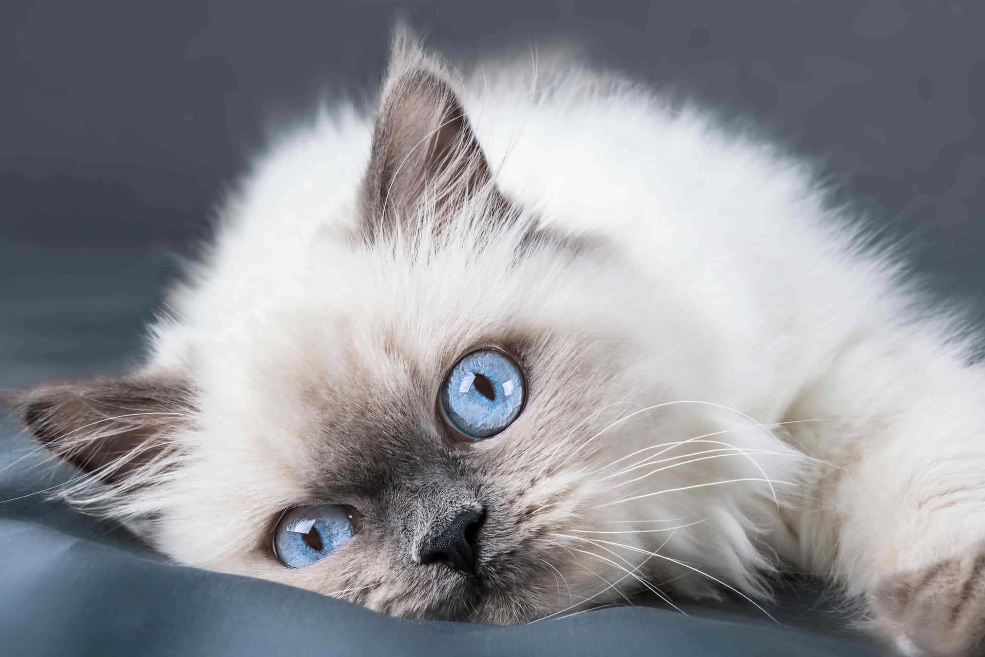 Adorable Ragdoll Cat Lounging on the Couch Wallpaper