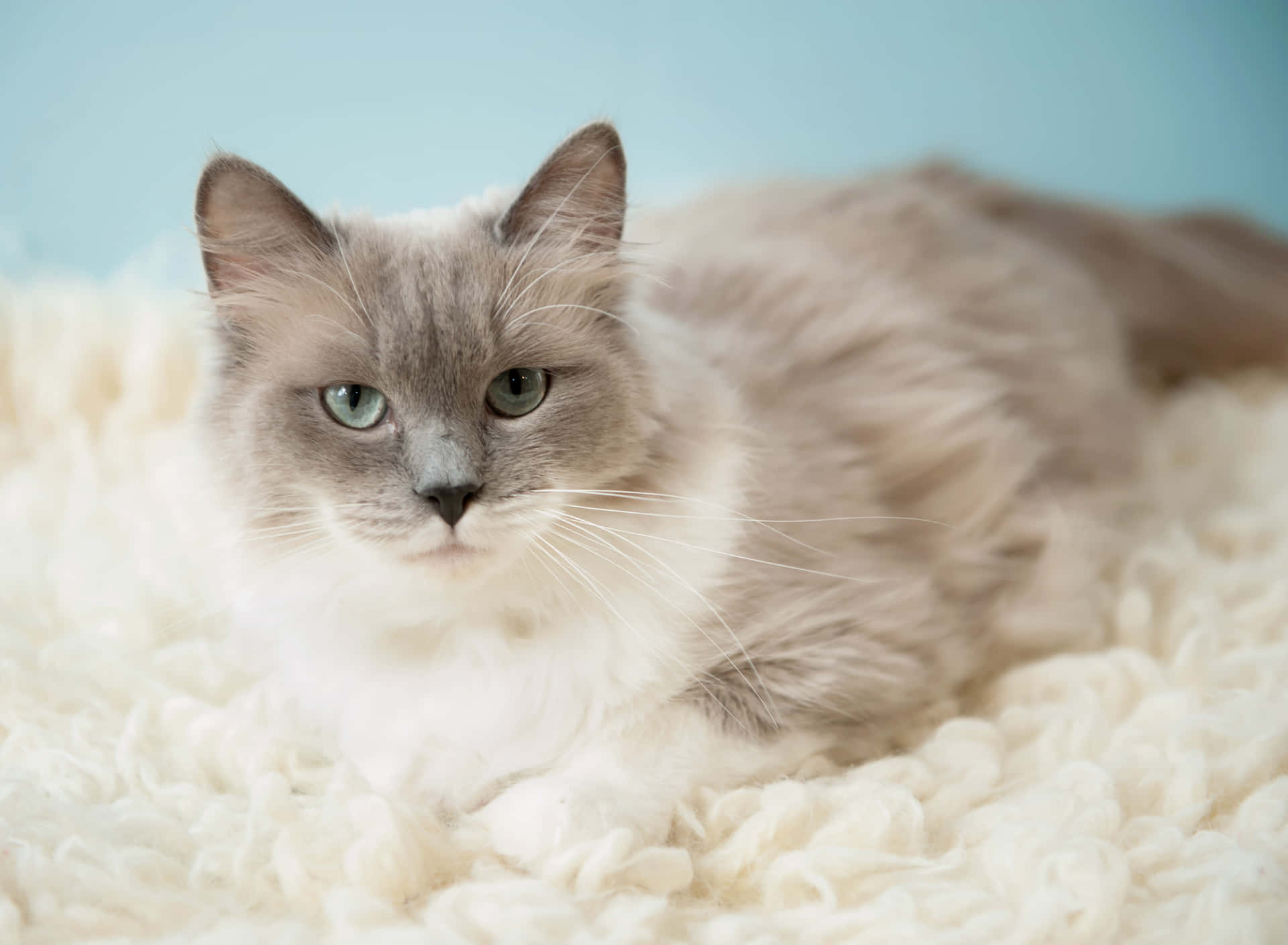 Schattige Ragdoll Kat Die Op Een Gezellige Bank Ligt Achtergrond