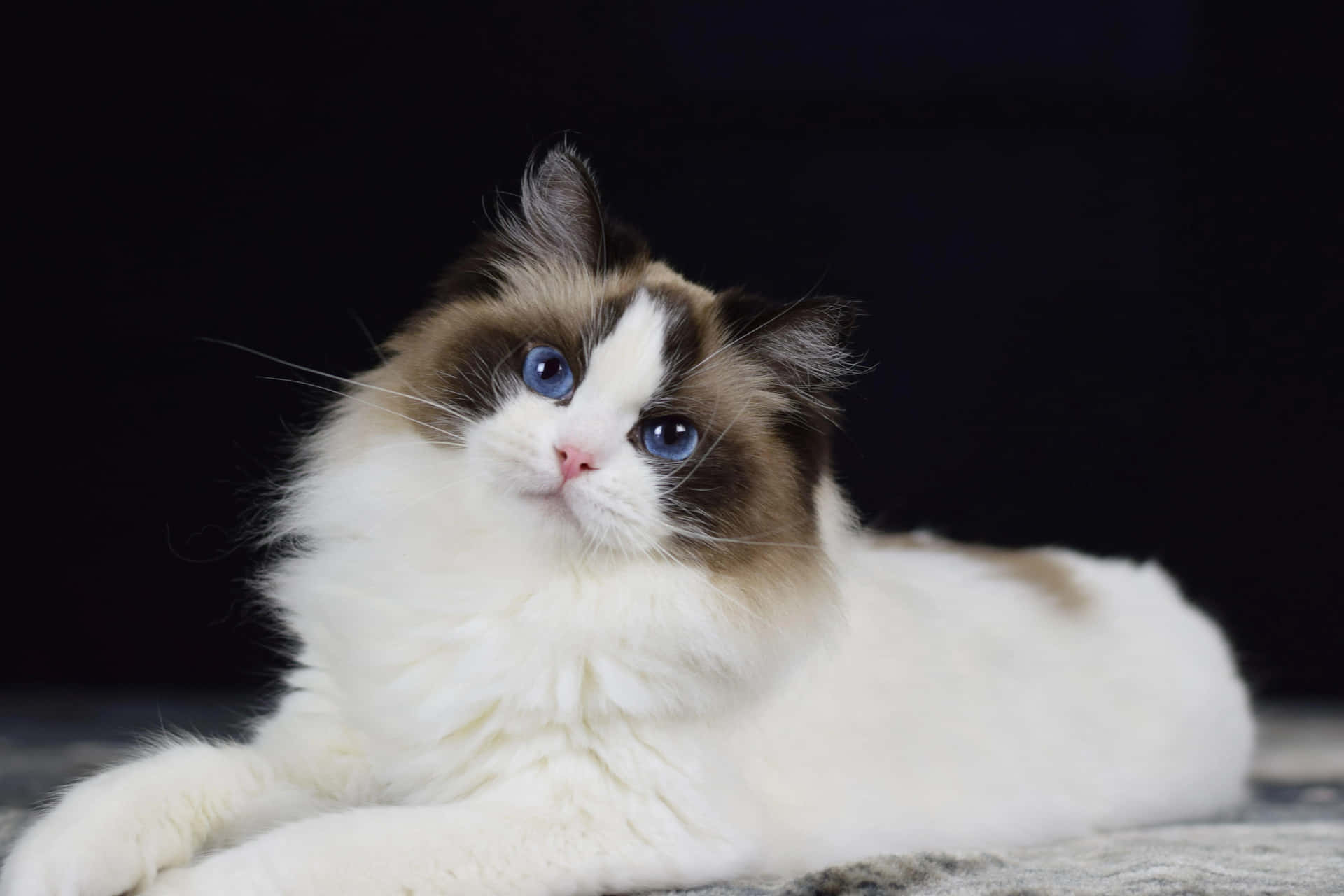 Adorable Ragdoll Cat Lounging Peacefully Wallpaper