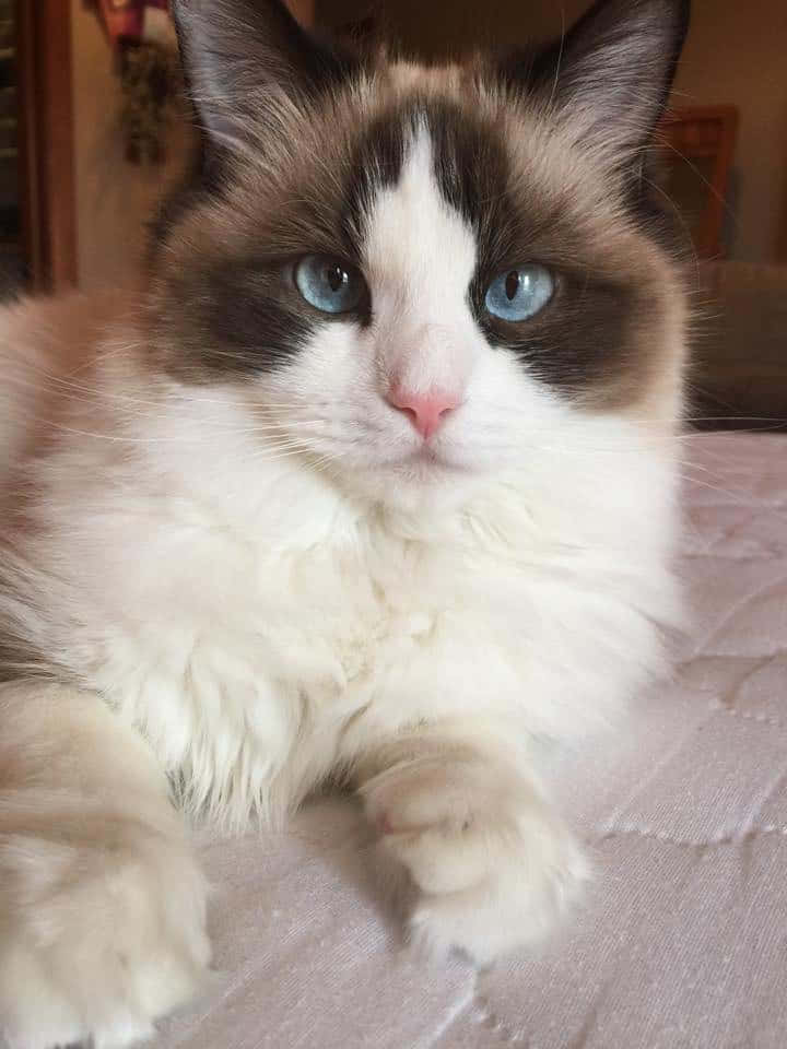 Beautiful Ragdoll Cat Lounging on a Couch Wallpaper