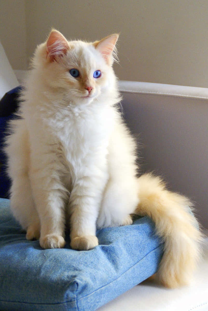 Beautiful Blue-Eyed Ragdoll Cat Lounging on a Cozy Couch Wallpaper