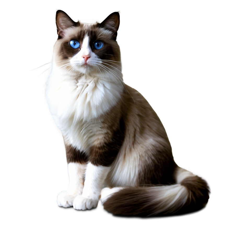 Ragdoll Cat Png 05252024 PNG