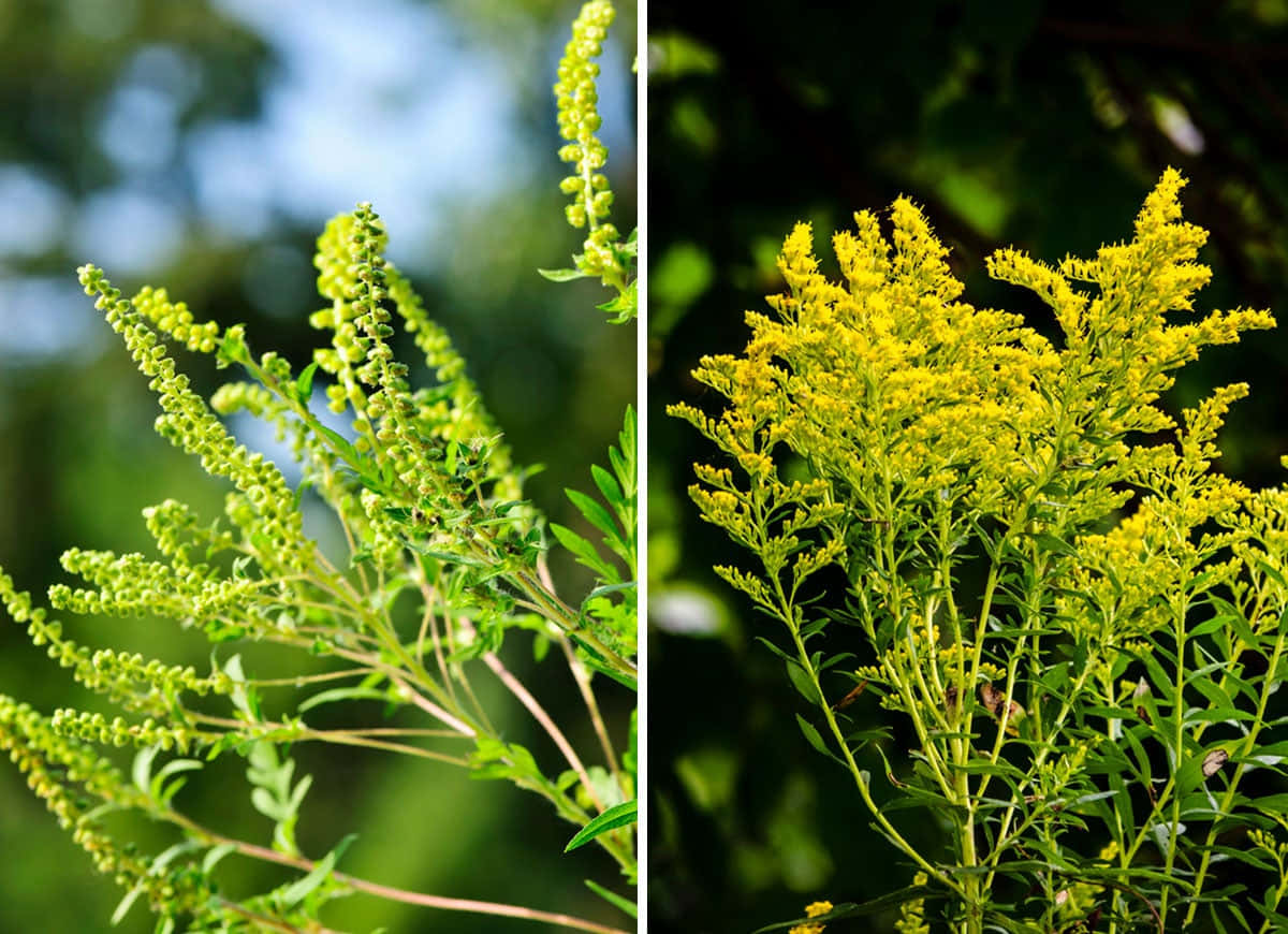 Ragweed Ambrosia Asteraceae Flower Collage Picture