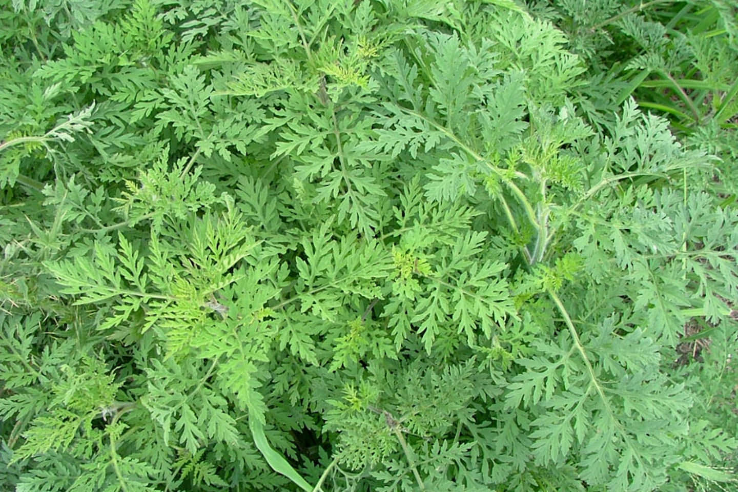 Blooming Ragweed and its Pollen