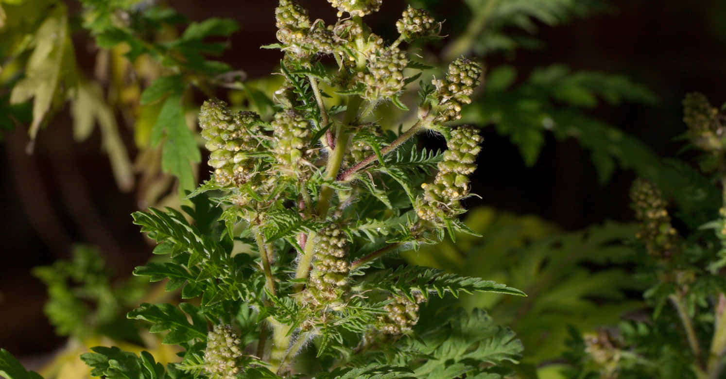 Fotografíade La Planta De Ambrosia Ambrosioides, También Conocida Como Ambrosía De Hoja De Artemisa.