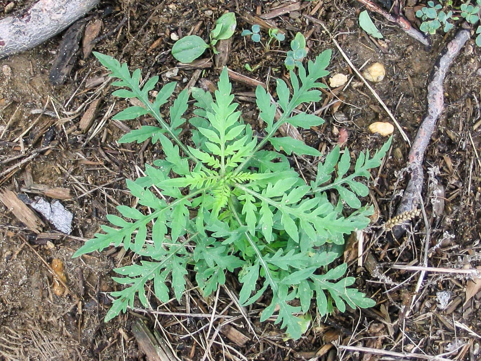 A ragweed plant surrounded by the fall colors of yellow and orange