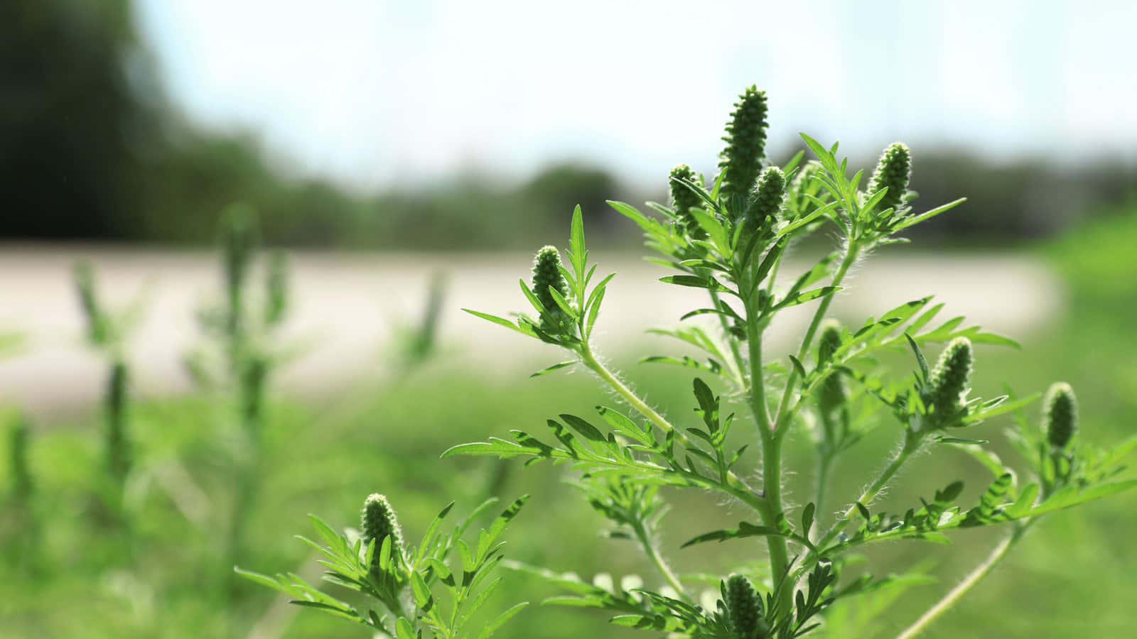 A Pollen-Filled Field of Ragweed
