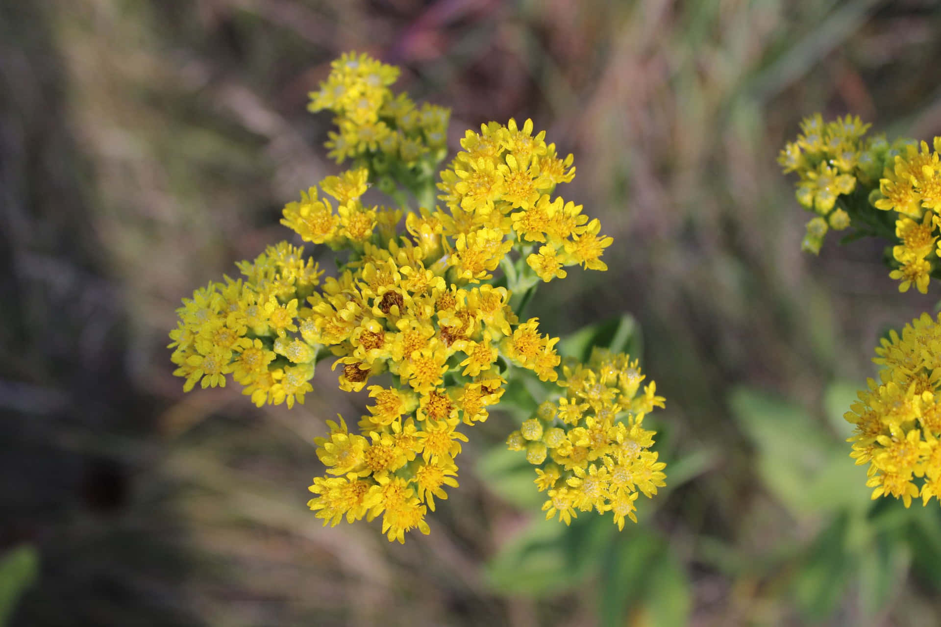 Varberedd På Ragweed - Denna Vanliga Växt Är Ökänd För Att Orsaka Allergiska Symptom!