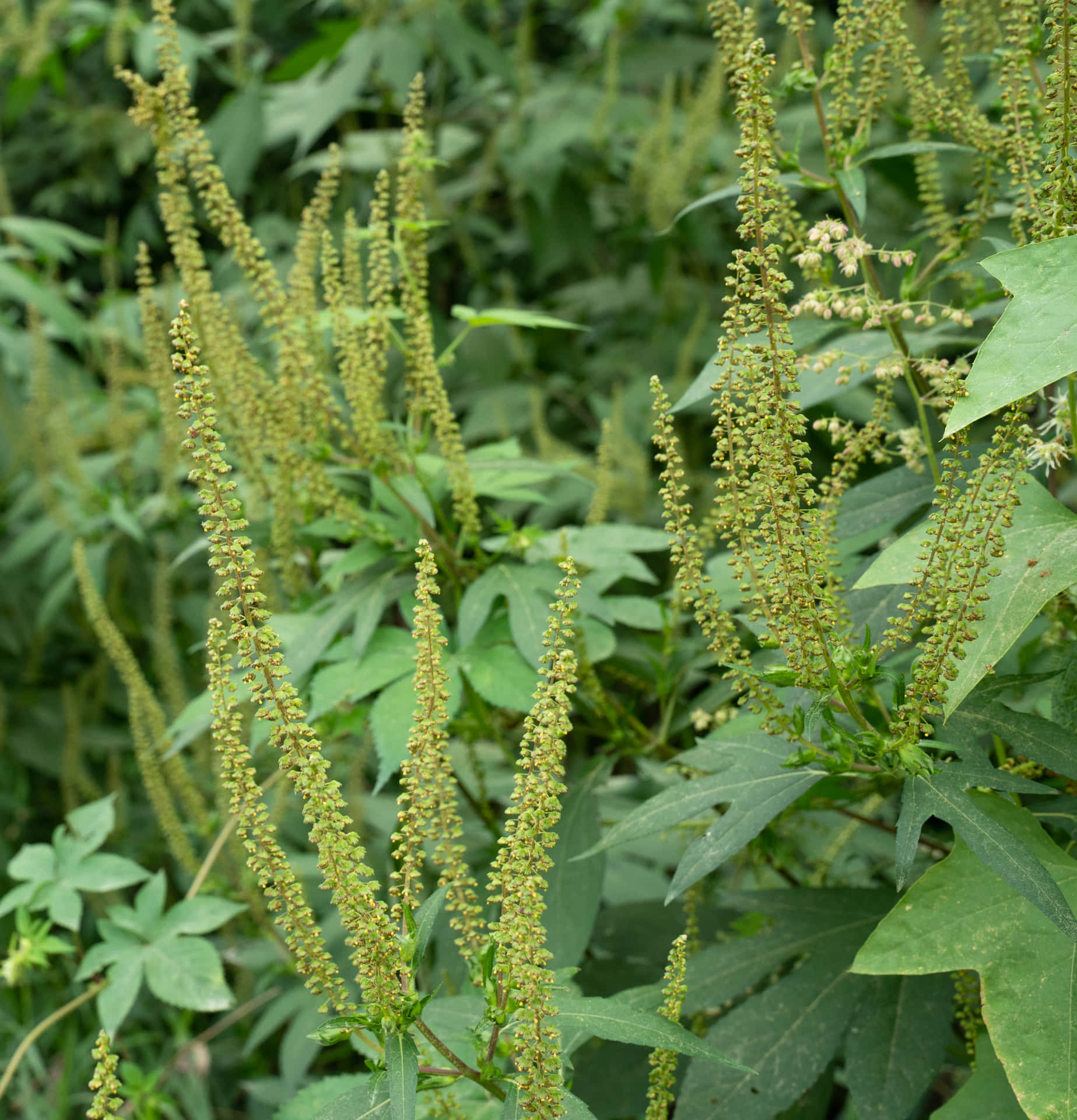 A closeup of a ragweed plant's yellow leaves