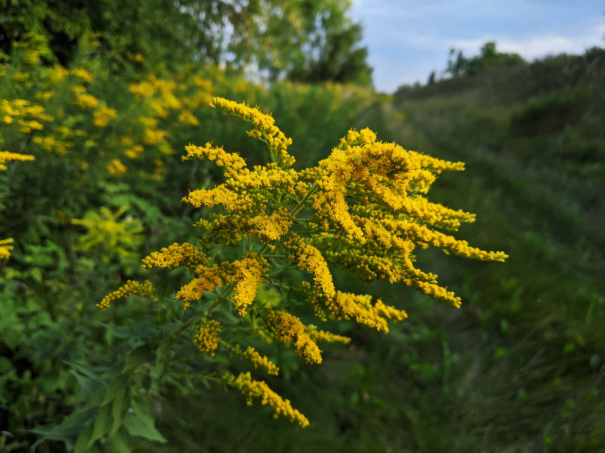 Ragweed Ambrosia Asteraceae Aesthetic Flower Photography Picture
