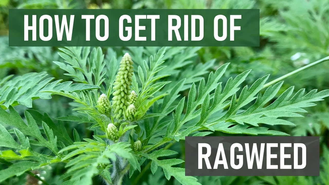 Ragweed Season Has Officially Started