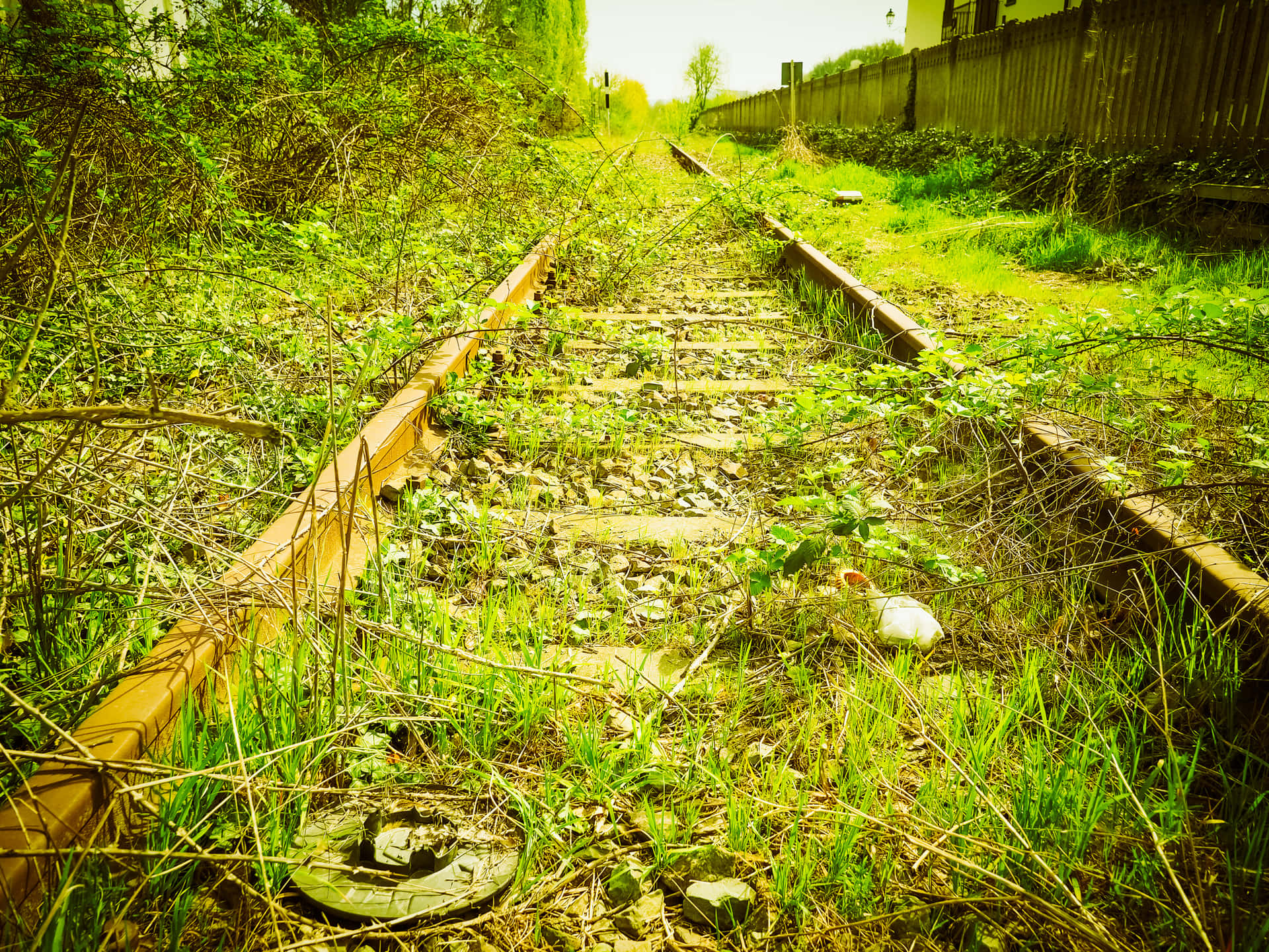 Railroad Vegetation Picture