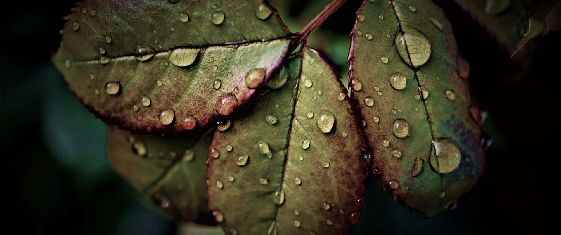 Get drenched with this rain-filled 4K wallpaper. Wallpaper