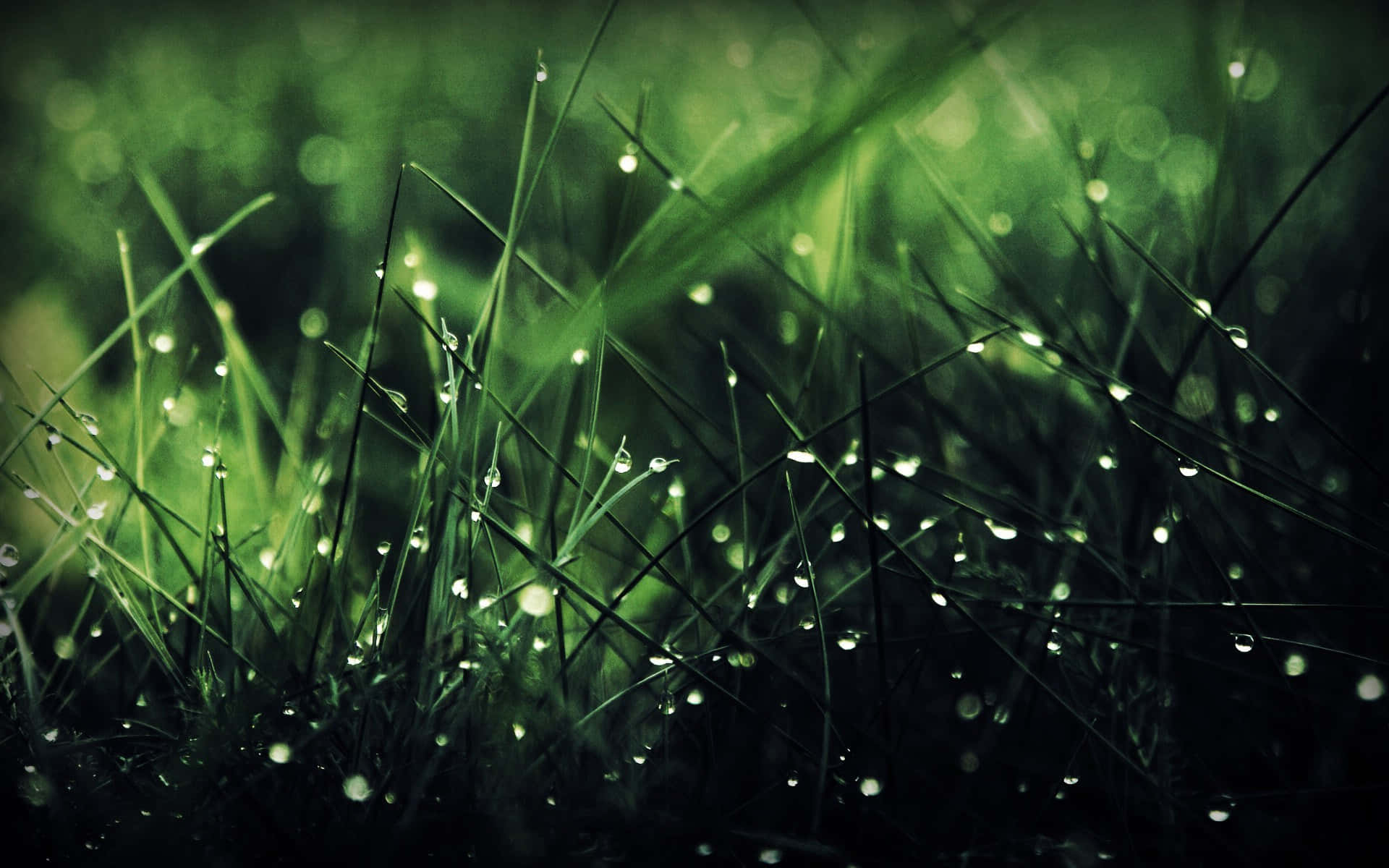 Grass Rain 4k Wallpaper