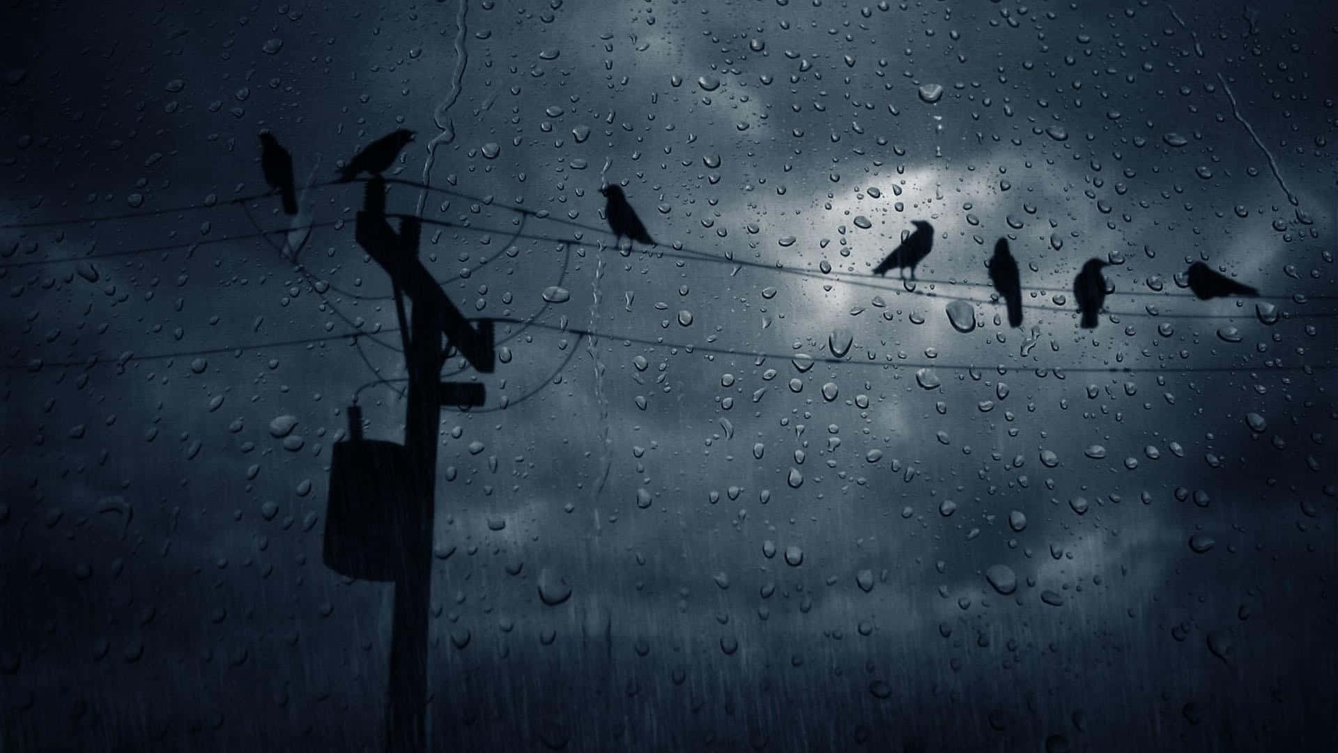 Fåglarpå En Telefonstolpe I Regnet.