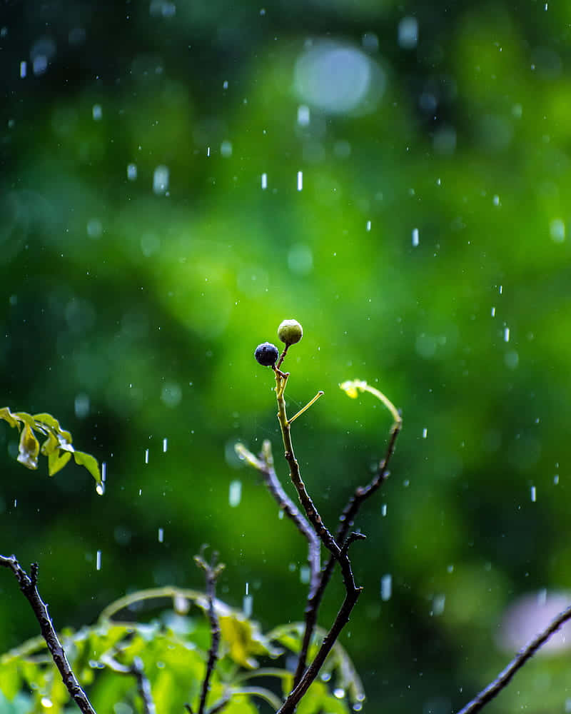 Goccedi Pioggia Su Un Ramo Con Foglie Verdi Sfondo