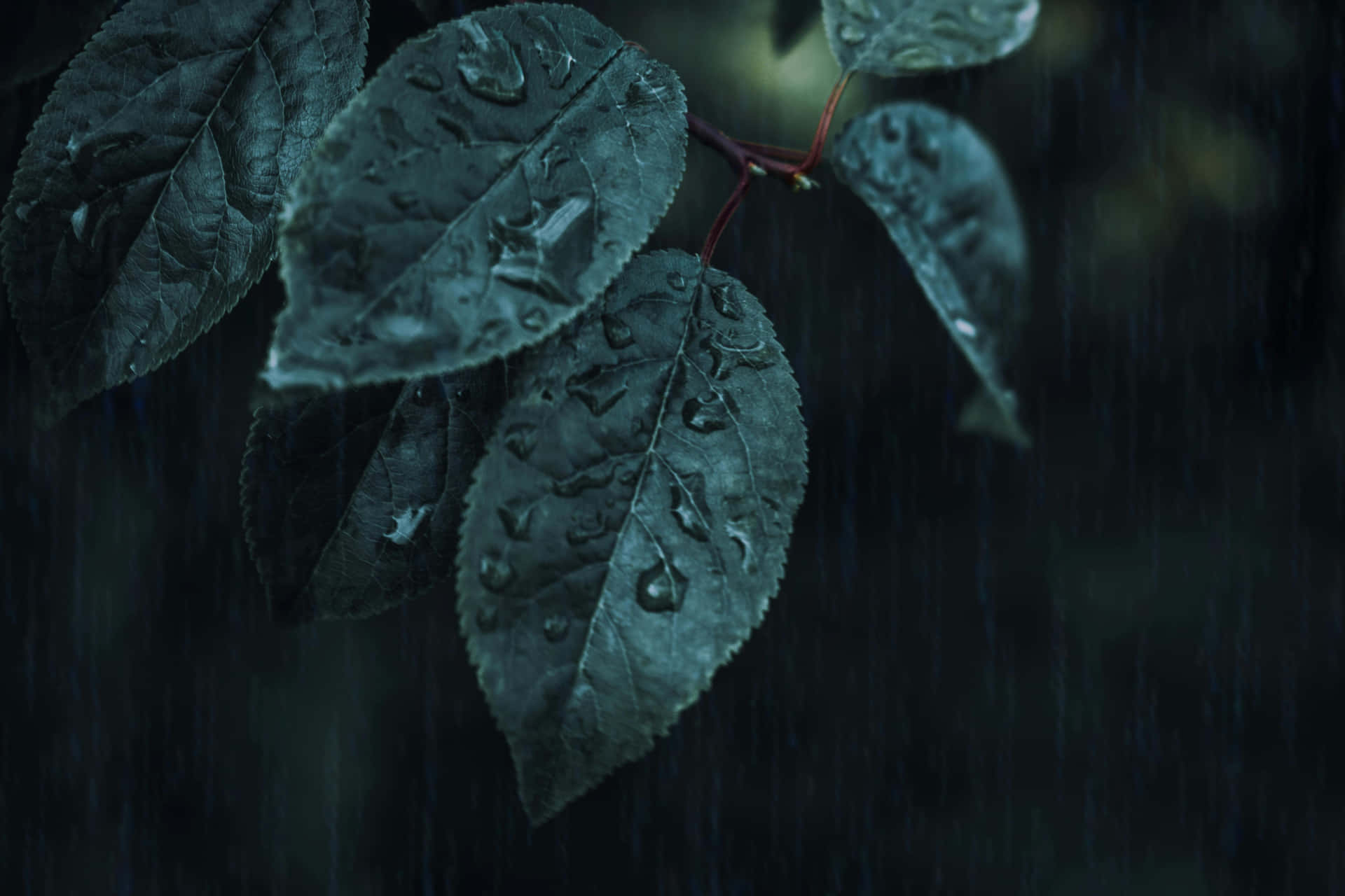 Rain Drenched Leaves Dark Backdrop.jpg Wallpaper