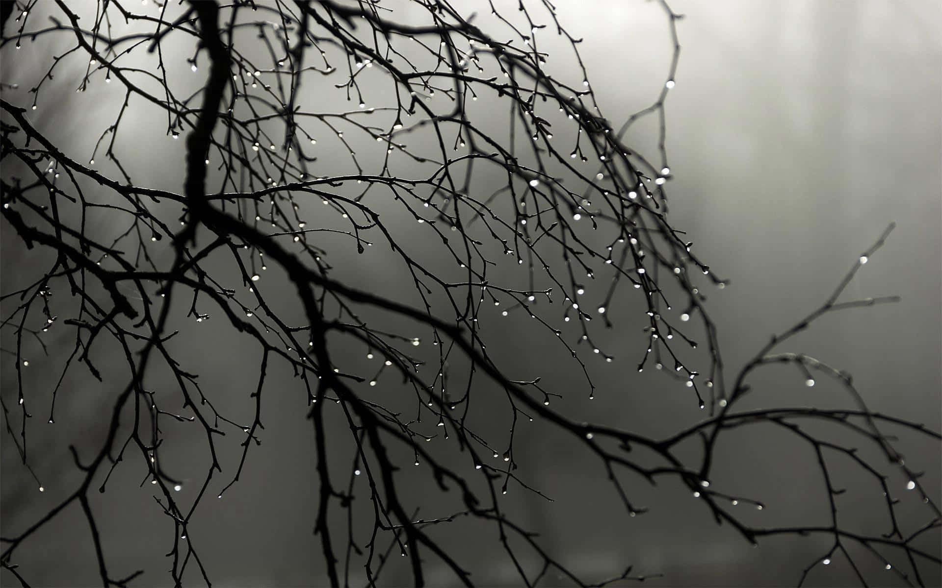 A natural reflection in droplets of rain