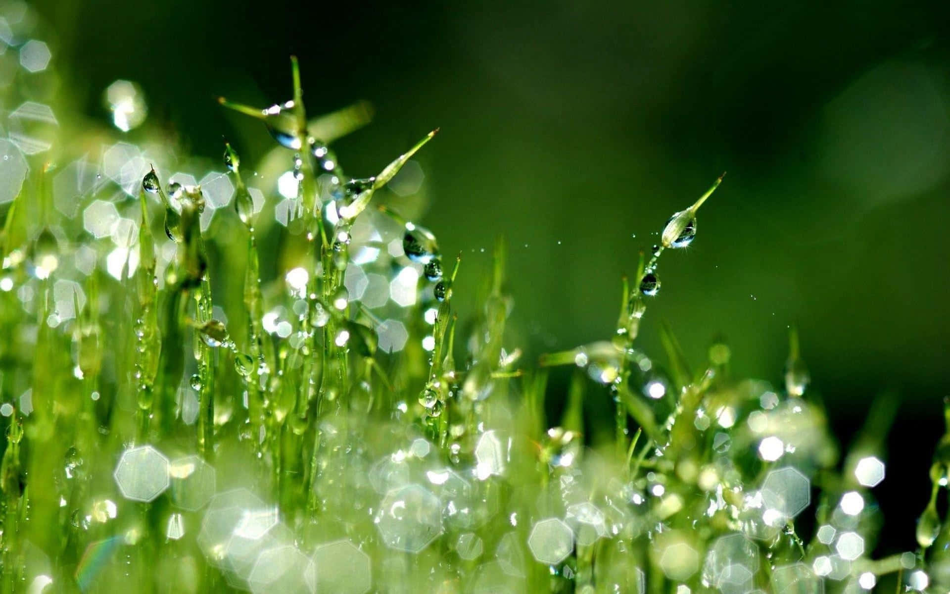 Grass With Water Droplets On It