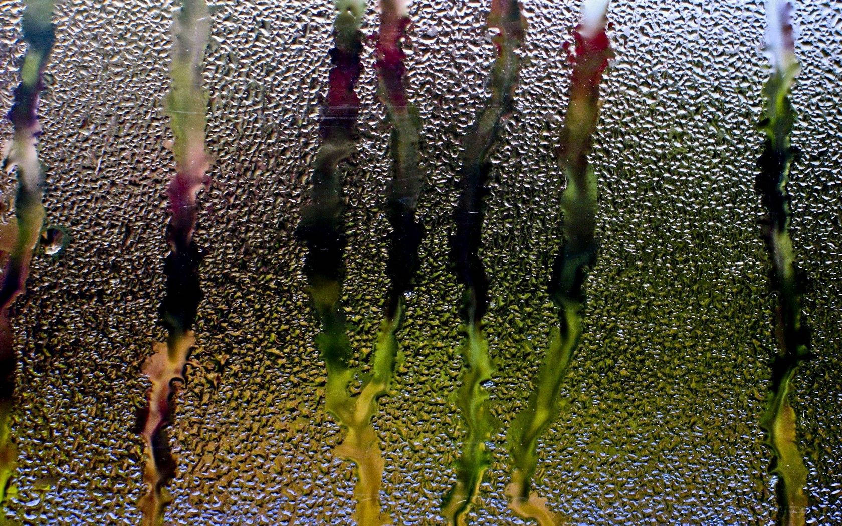 Rain, Glass, Window, Water, Droplets, Flow