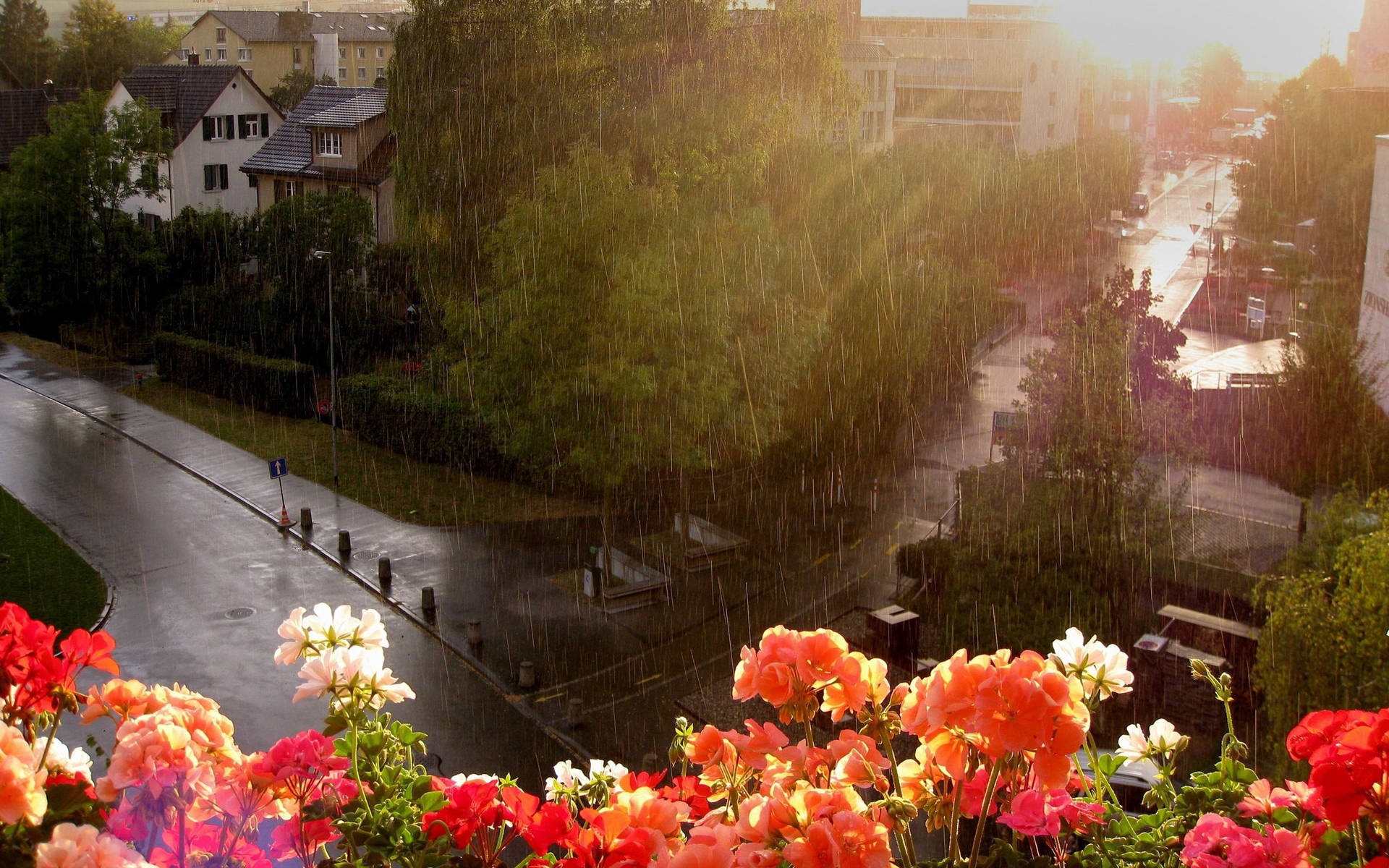 Rain, Heavy Rain, Flowers, Street, Balcony, Height, Wet