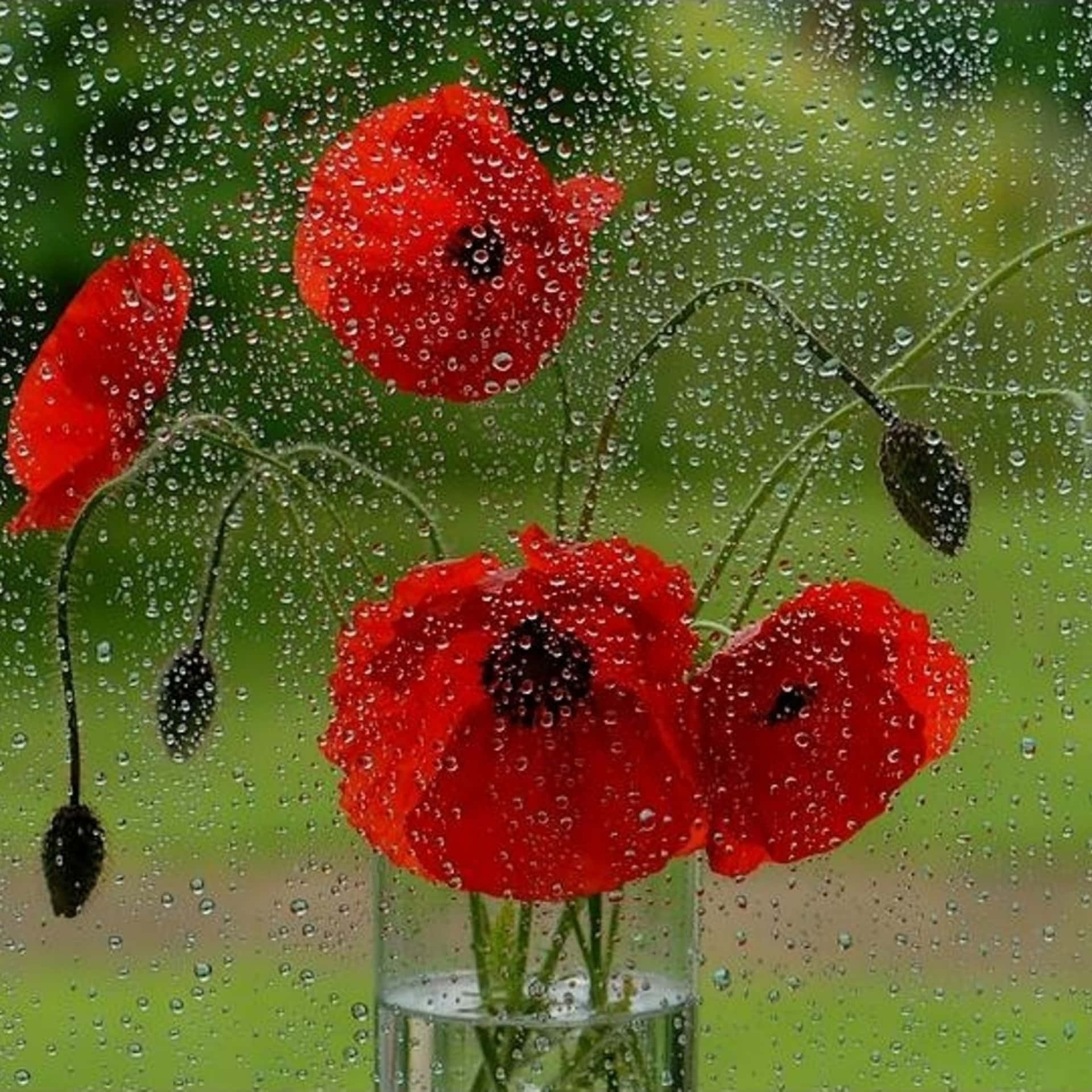 Rain Kissed Red Poppies Wallpaper