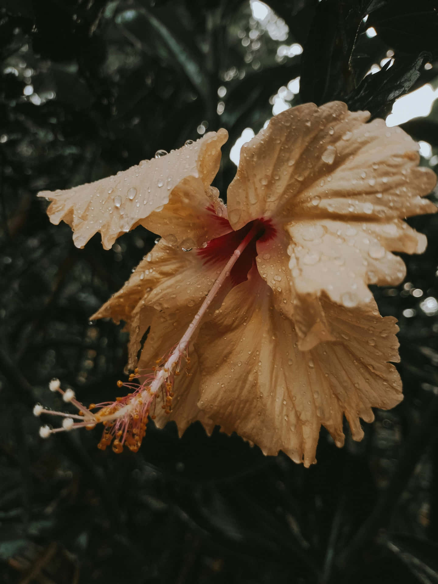 Rain Kissed Yellow Hibiscus Wallpaper