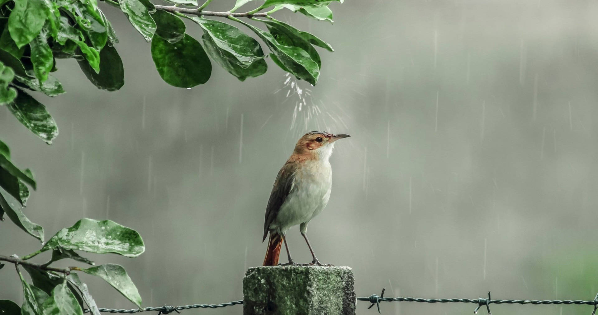 Rain Nature Bird Wallpaper