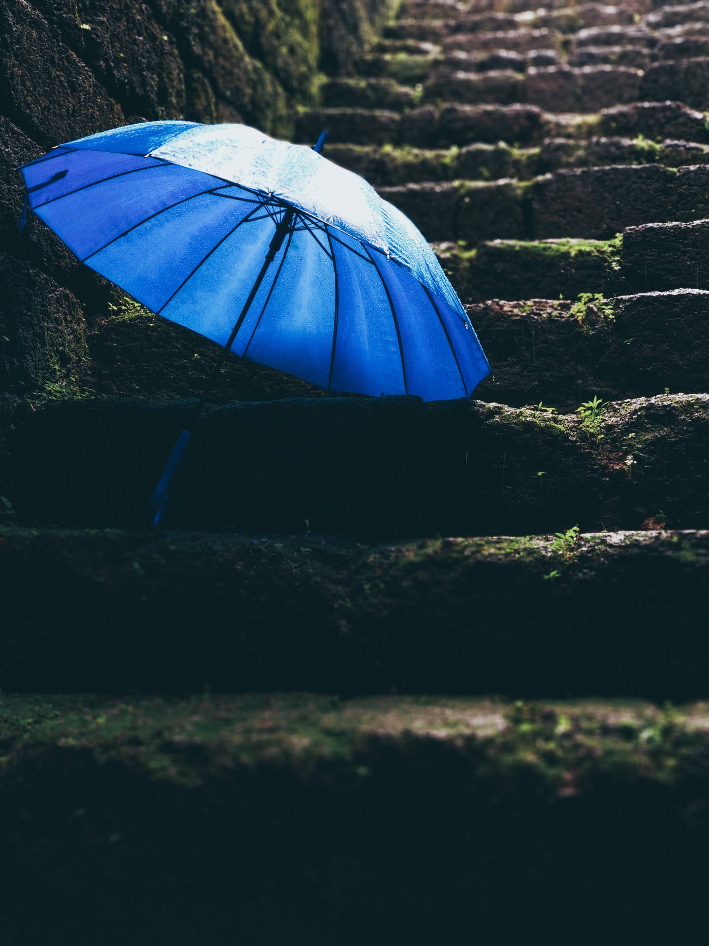 Rain Nature Blue Umbrella Wallpaper
