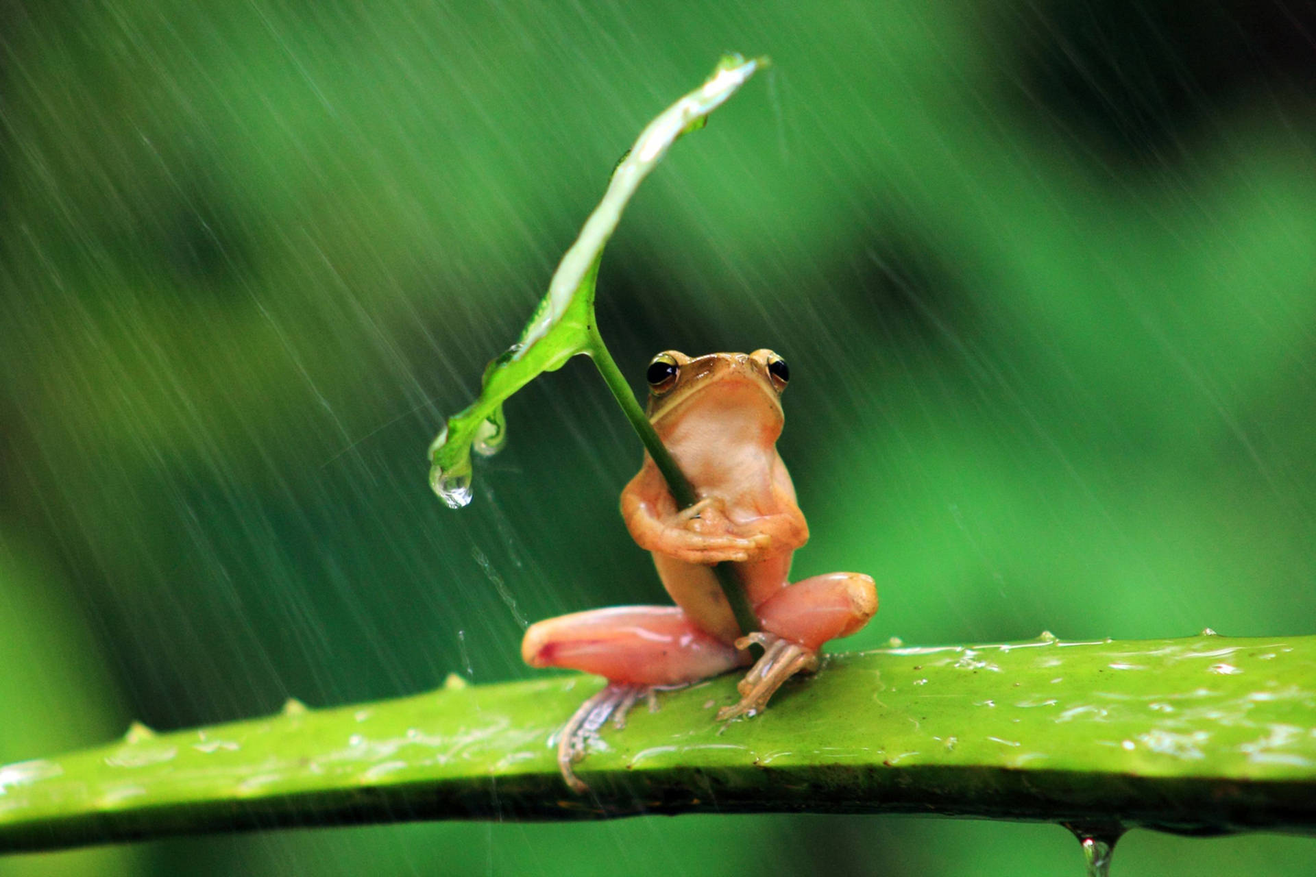 Rain Nature Frog Wallpaper