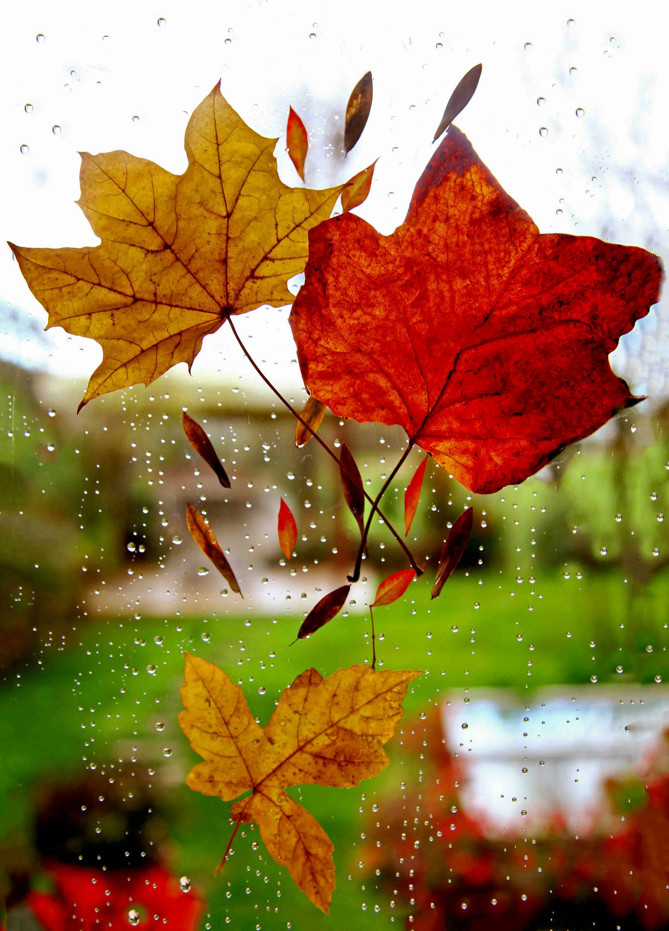Rain Nature Maple Leaf Wallpaper