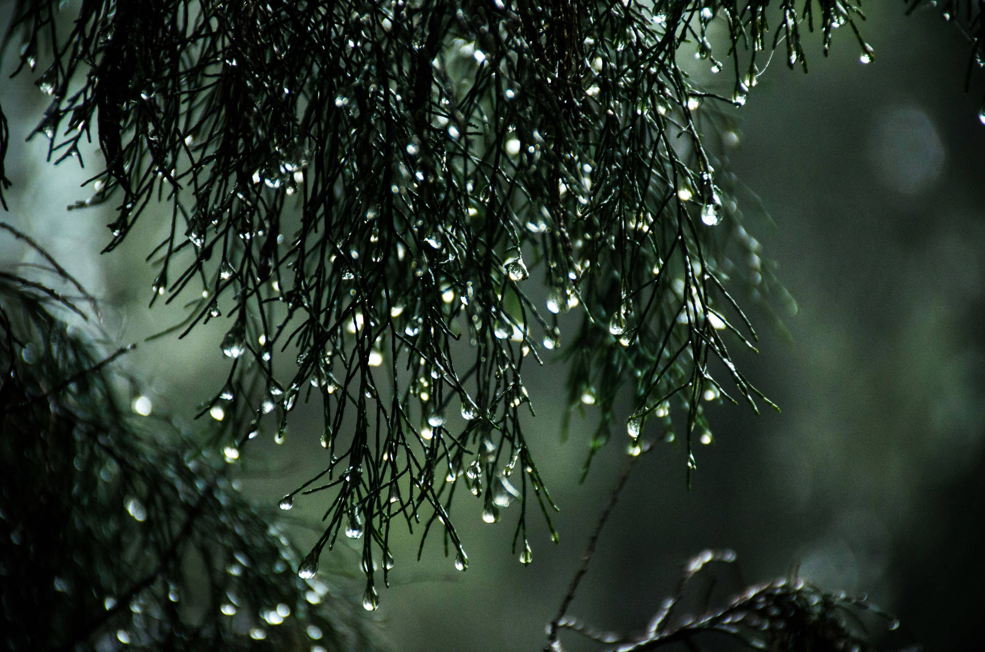 Rain Nature Pine Tree Wallpaper