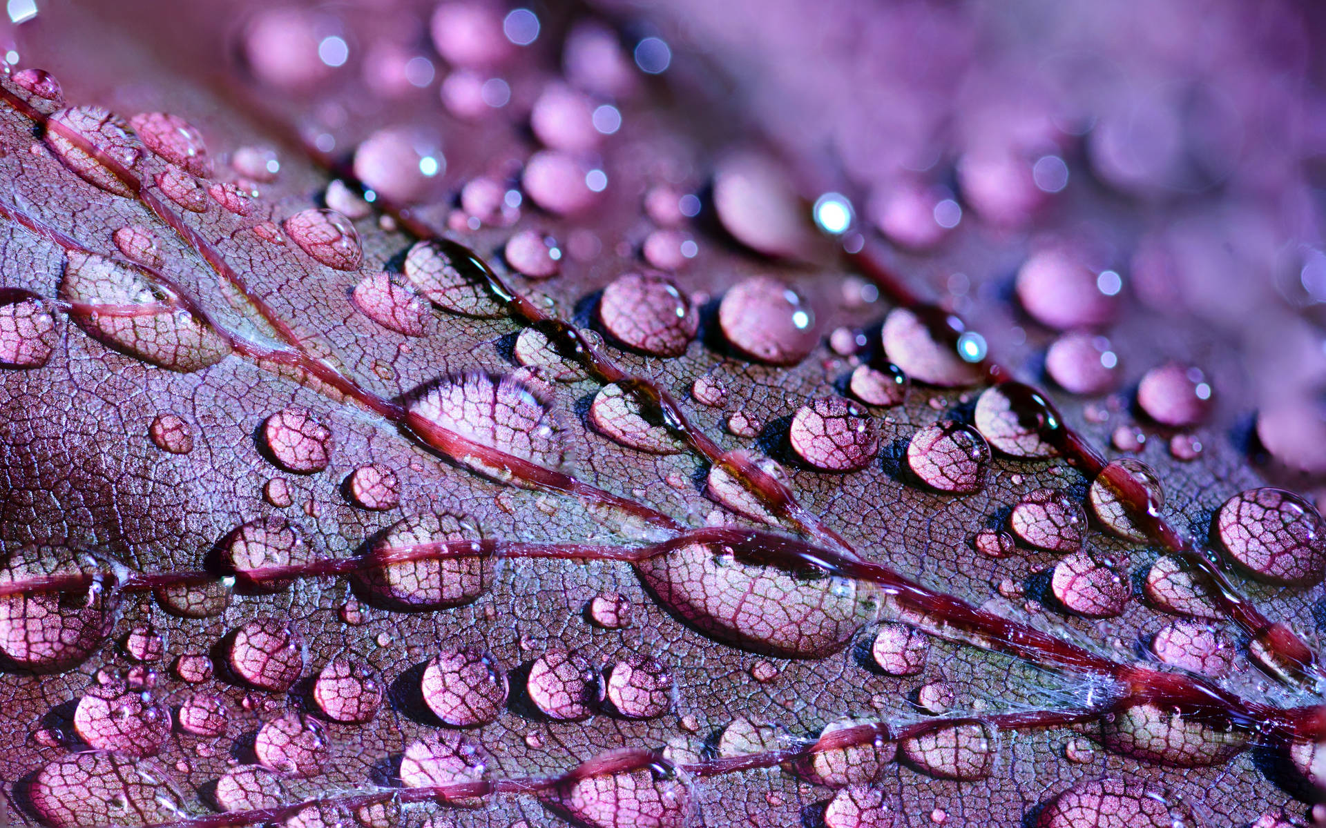 Rain Nature Purple Plants Wallpaper