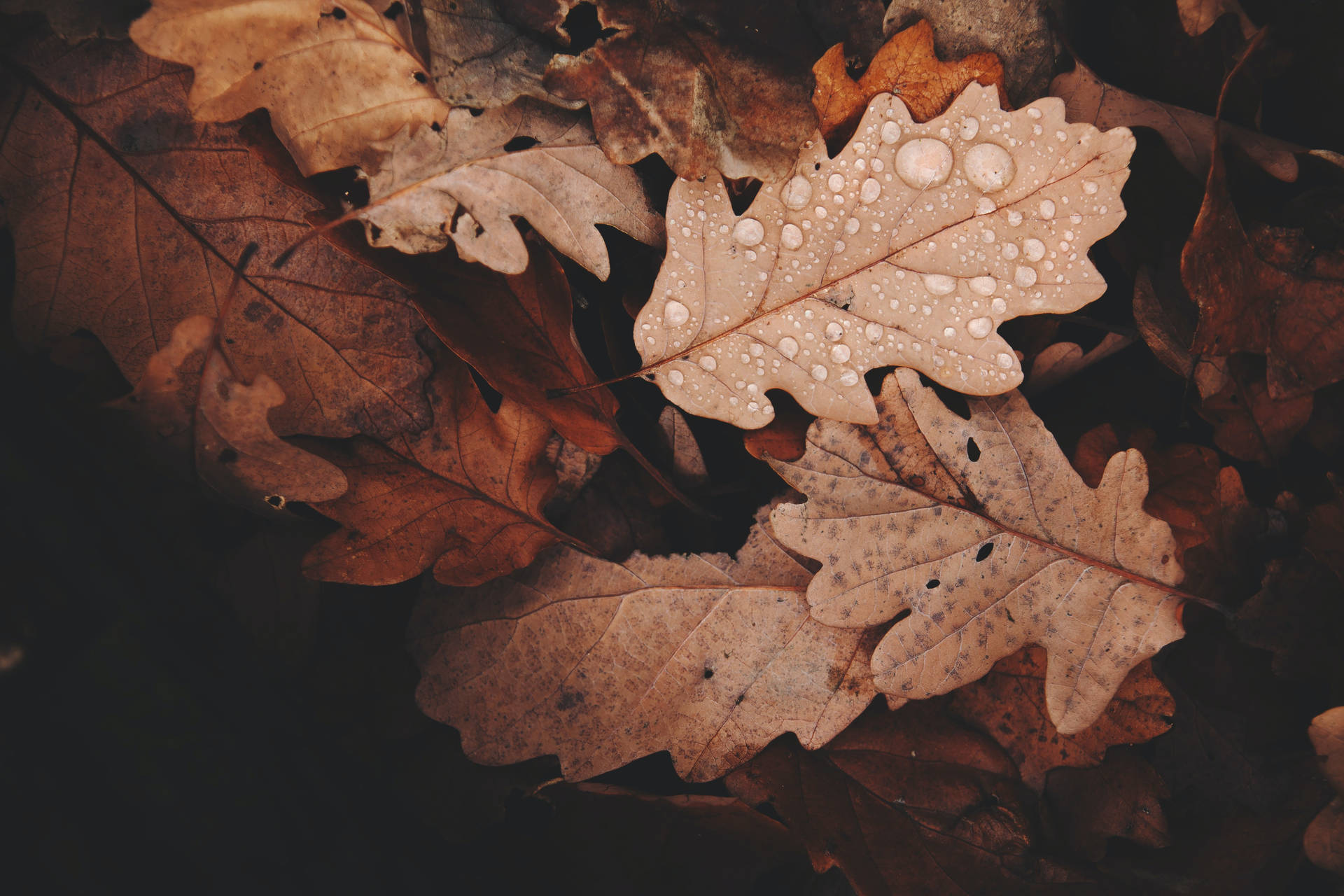 Rain Nature Withered Leaves Wallpaper