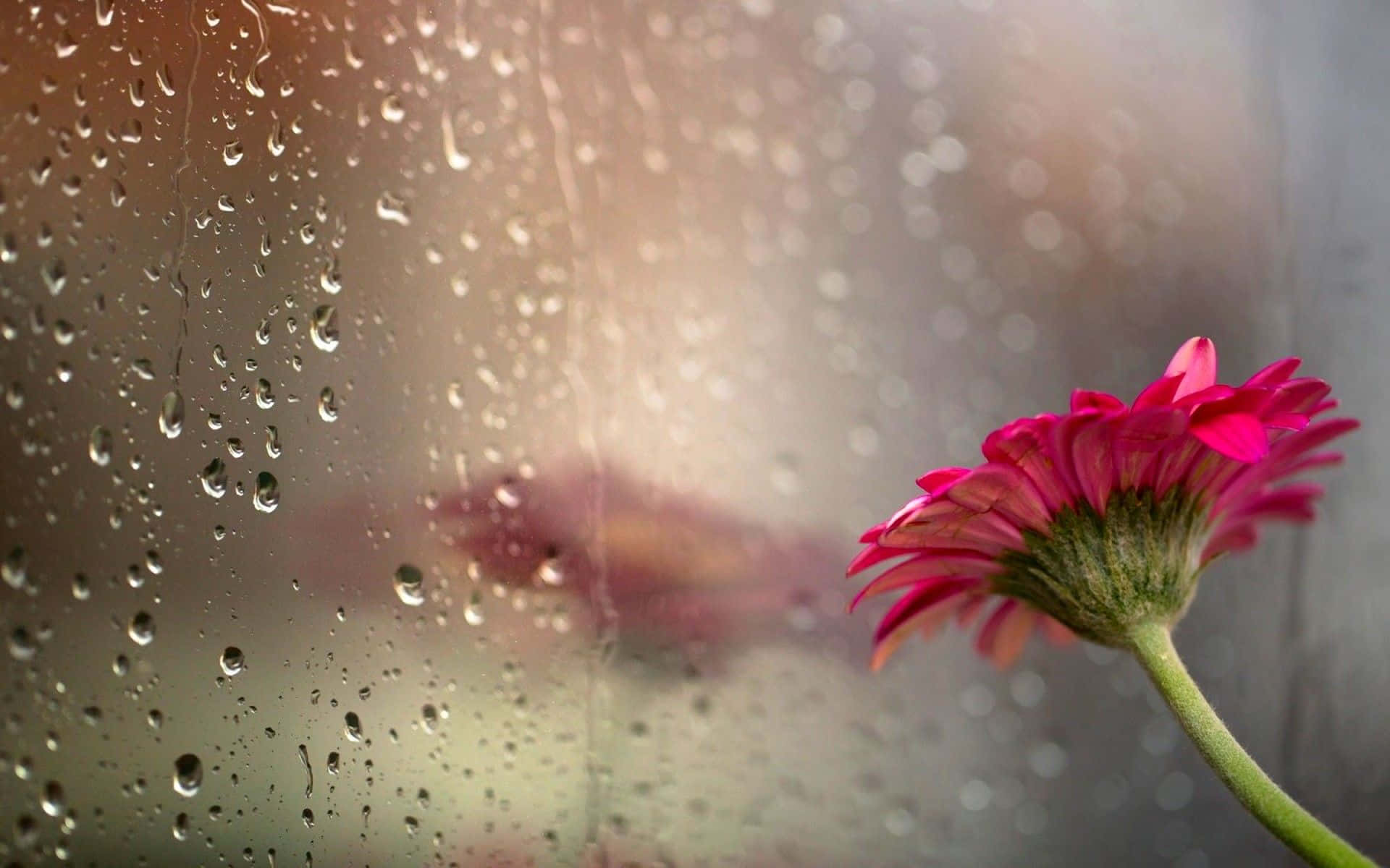 Let the soothing sound of a gentle rainfall relax and calm you