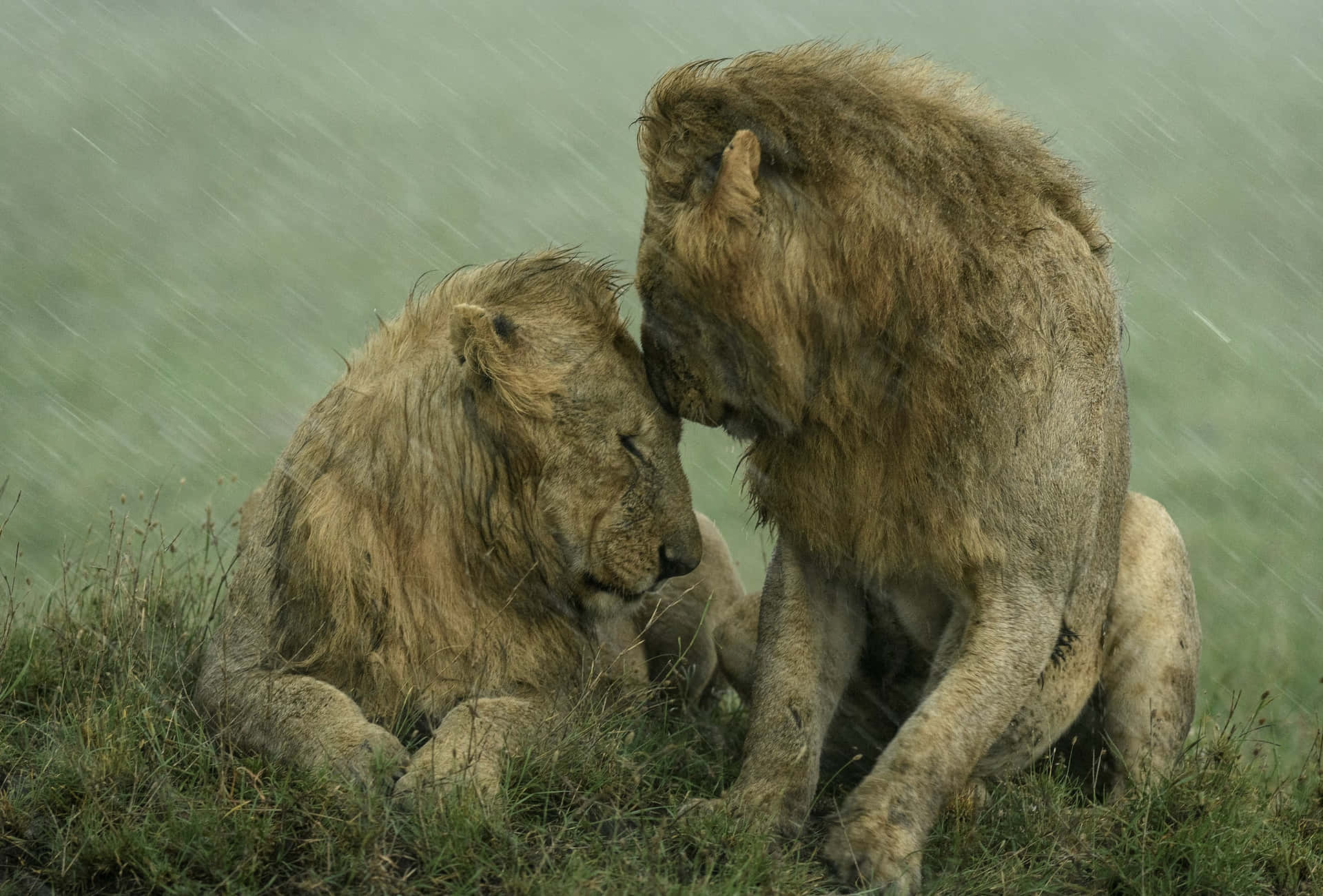 Two Lions Are Sitting In The Rain