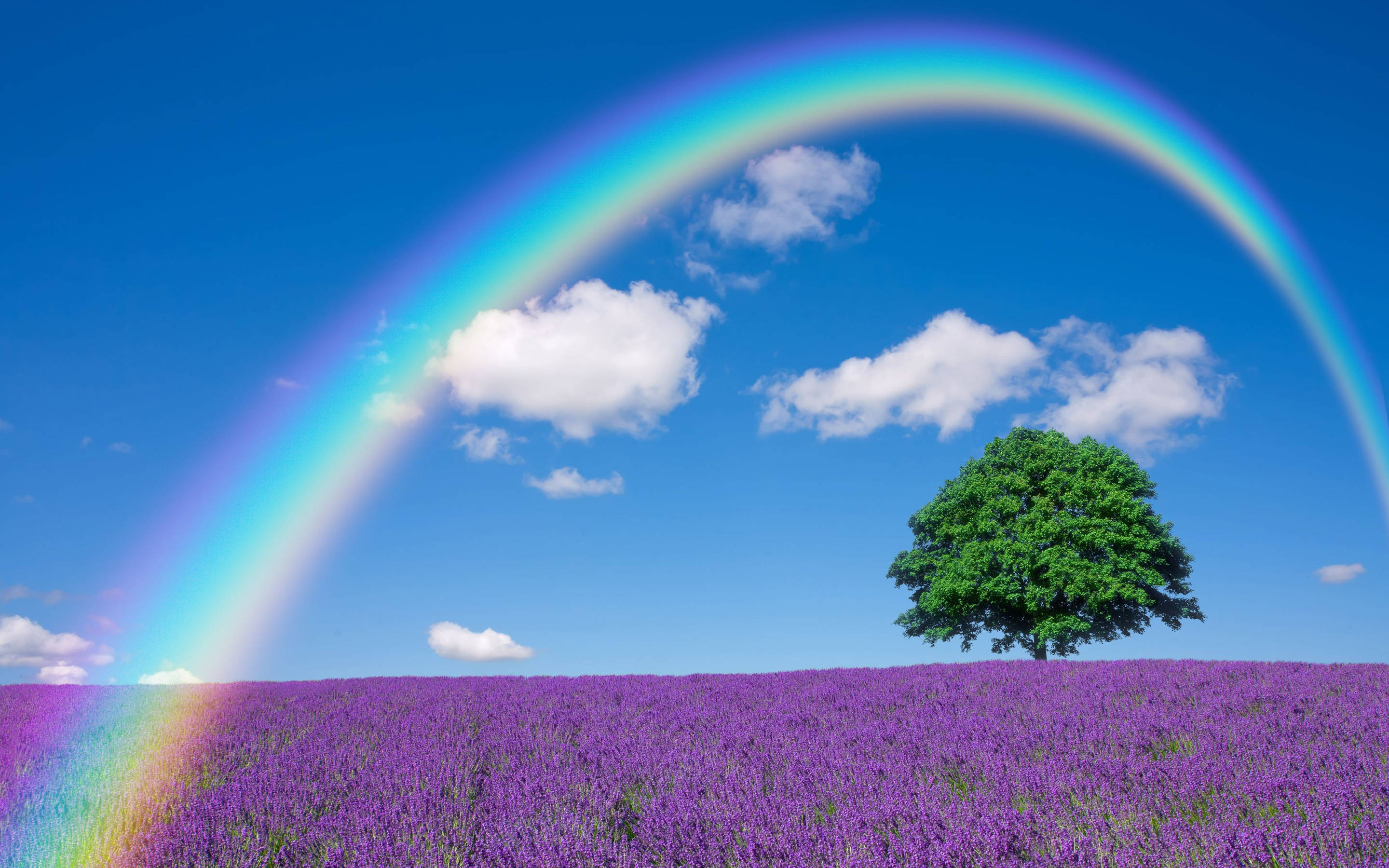 Rainbow Above Lavender Desktop Wallpaper