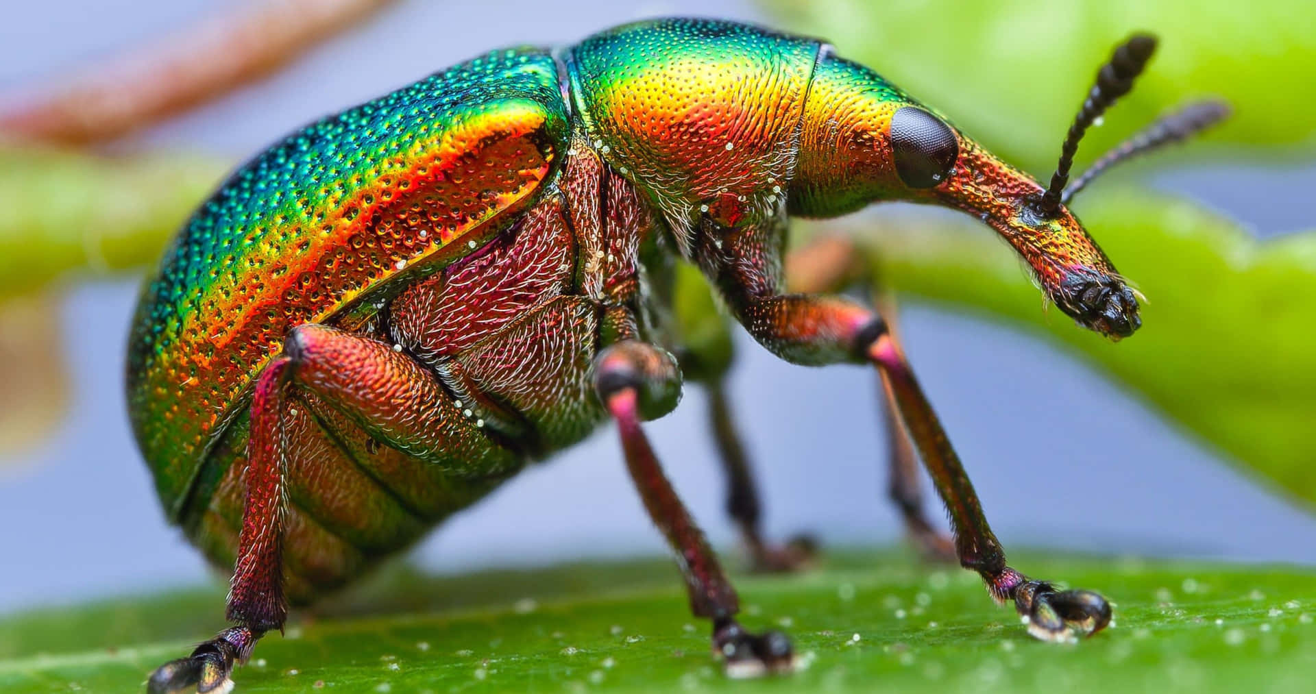 Rainbow Bug Color Insects Wallpaper