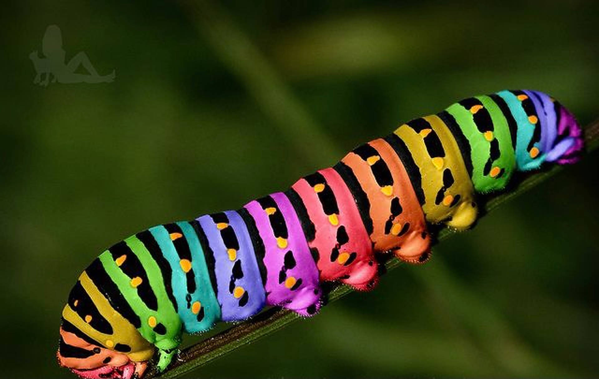 Rainbow Caterpillar Insekt Wallpaper